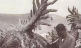 世界上有龙吗真实视频,探寻世界龙的存在之谜